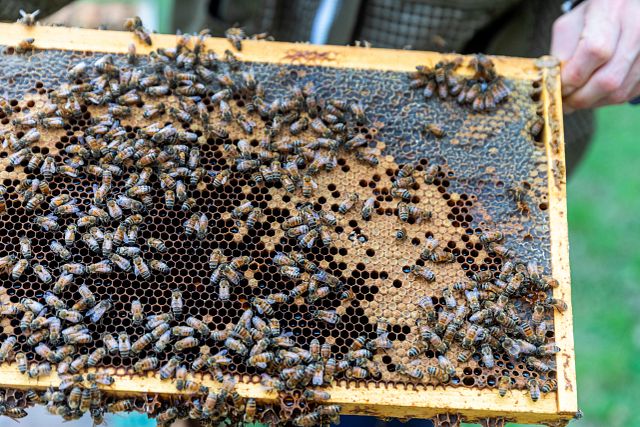 Take Action: Protect Our Bees | NRDC Action Fund