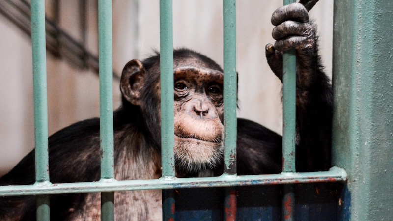 Tell Congress to Pass the Captive Primate Safety Act | Animal Commons