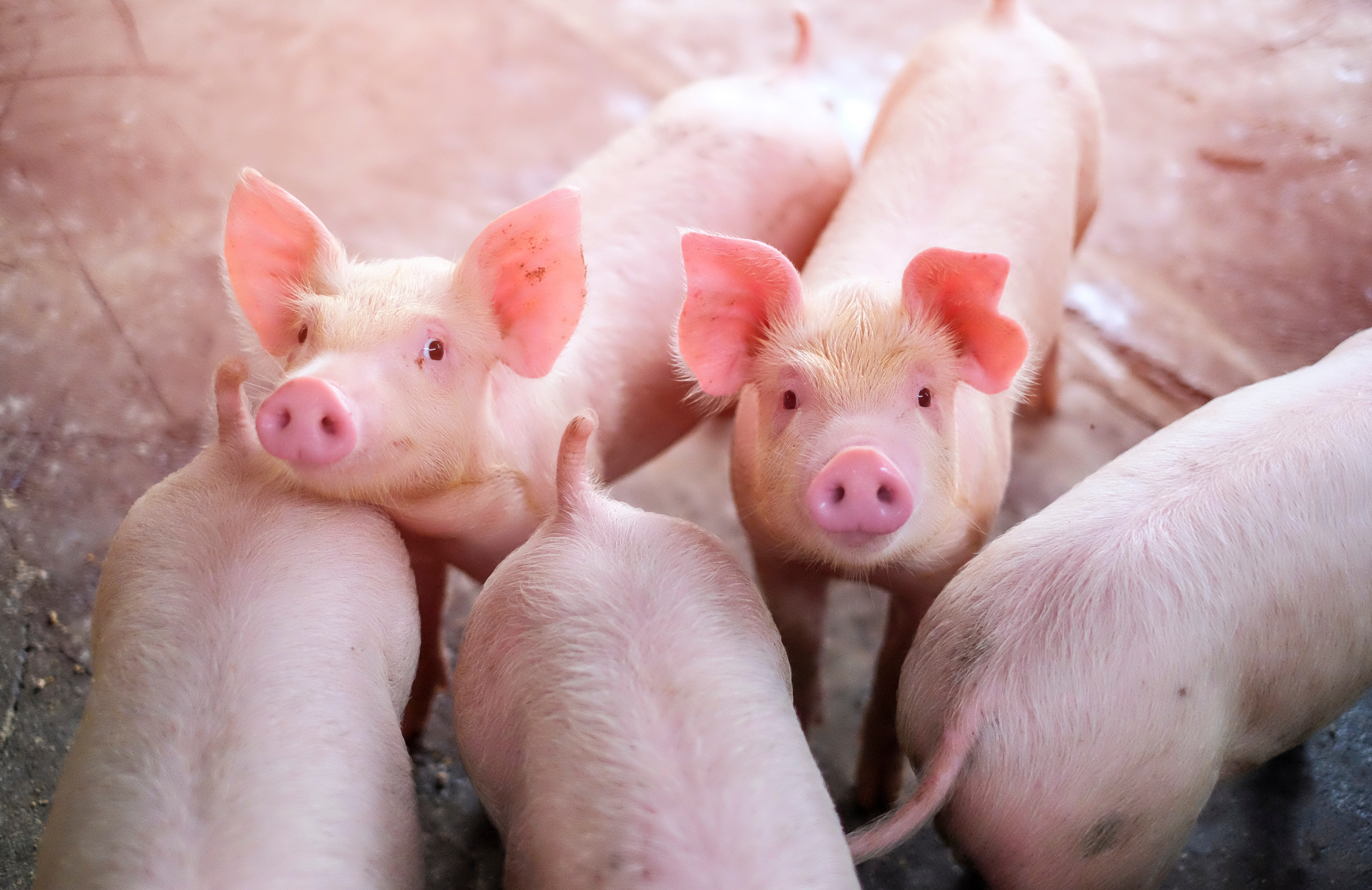 Most Americans Reject Farmed Animal Cruelty — USDA Must Act | Animal ...