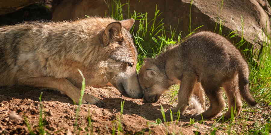 Tell your senators: Don't erase protections for wolves | Environmental ...