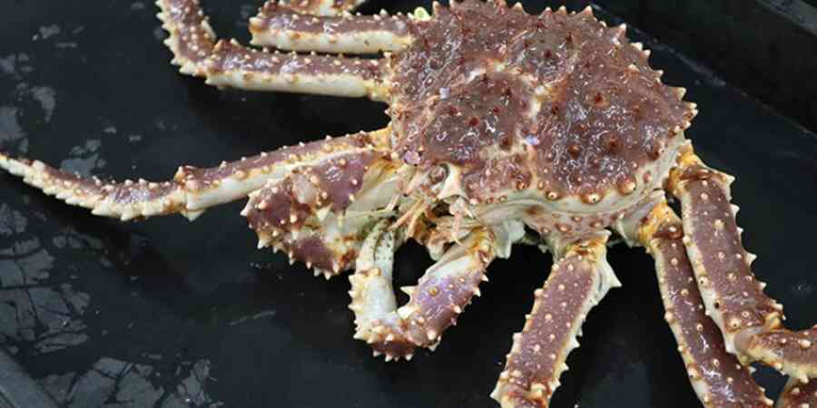 Red king crab on the deck of a research vessel.
