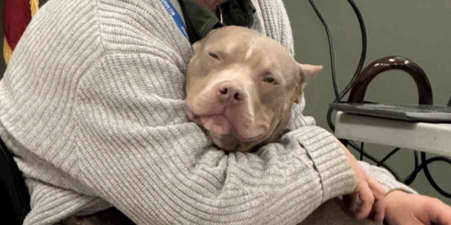 Shelter worker comforting pit bull who is looking at the viewer