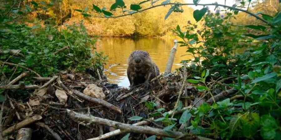 Beaver in wetland or riparian environment near dam looking at viewer