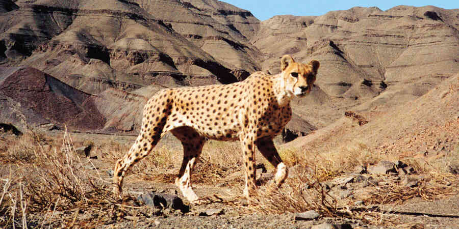 Asiatic cheetah looking at viewer while walking in rocky mountainous landscape