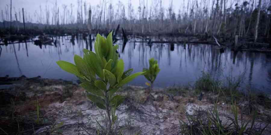 Plant on rocky bank of river or lake