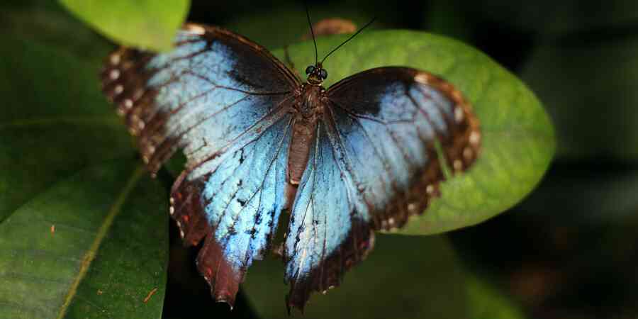 Miami blue butterfly