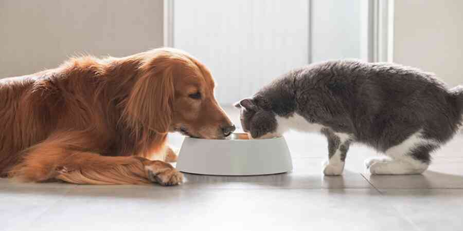 Cat and dog at food bowl