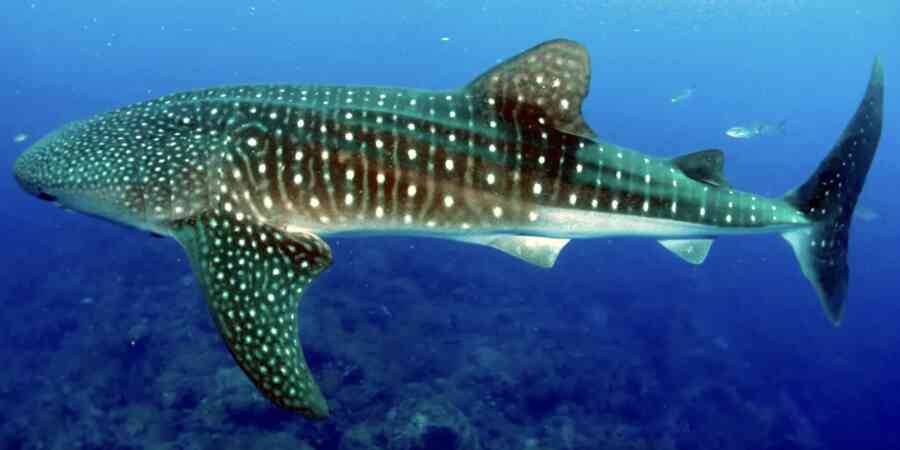 Whale shark swimming in blue water