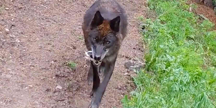 Member of Mollie's Pack walking on gravel road carrying a bone