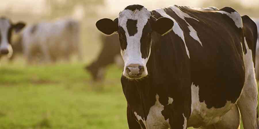 Cows standing in field with one looking at viewer
