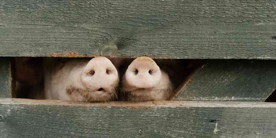 A pair of pigs poking snouts out from behing wood wall