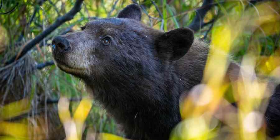 Bear in wooded area