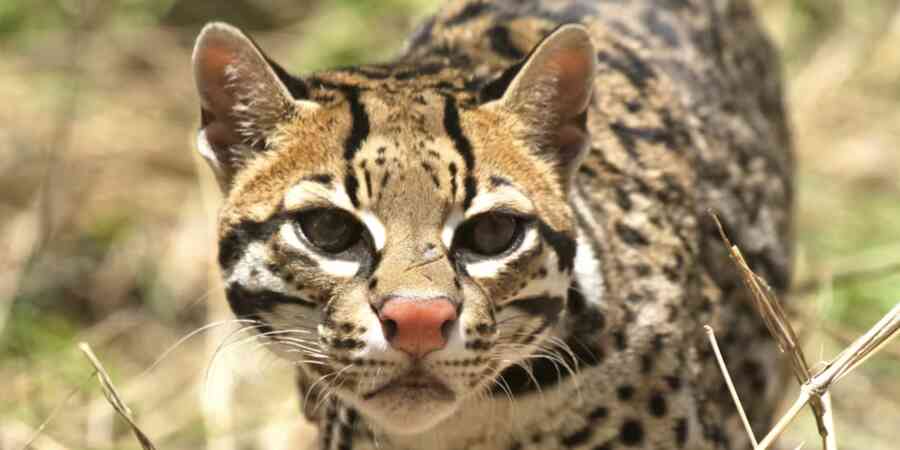 Ocelot in wild area looking to the viewer's right
