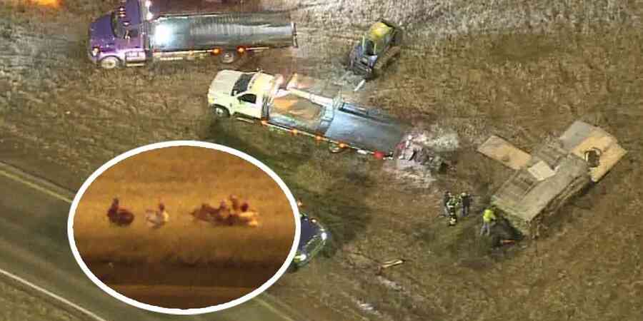 Photo of chickens escaping crashed transport truck