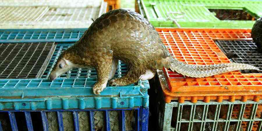 Pangolin atop cages