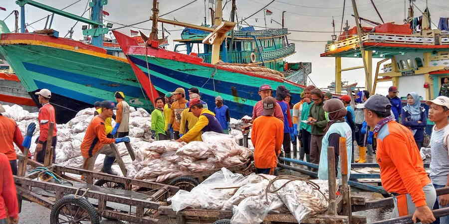 Fishing fleet unloading catch