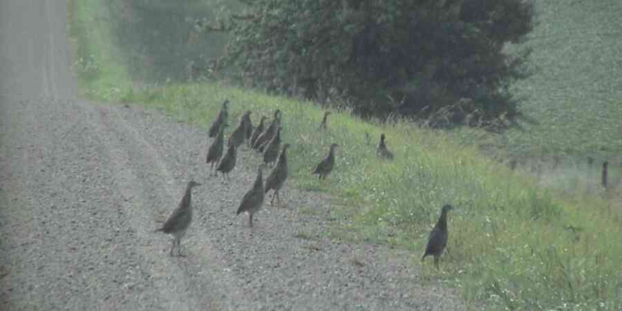 A large group of pheasants spotted during one of the Iowa DNR’s August roadside surveys. (Photo credit IA DNR) 